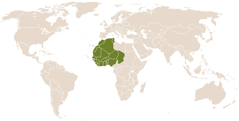 world popularity of Olufemi