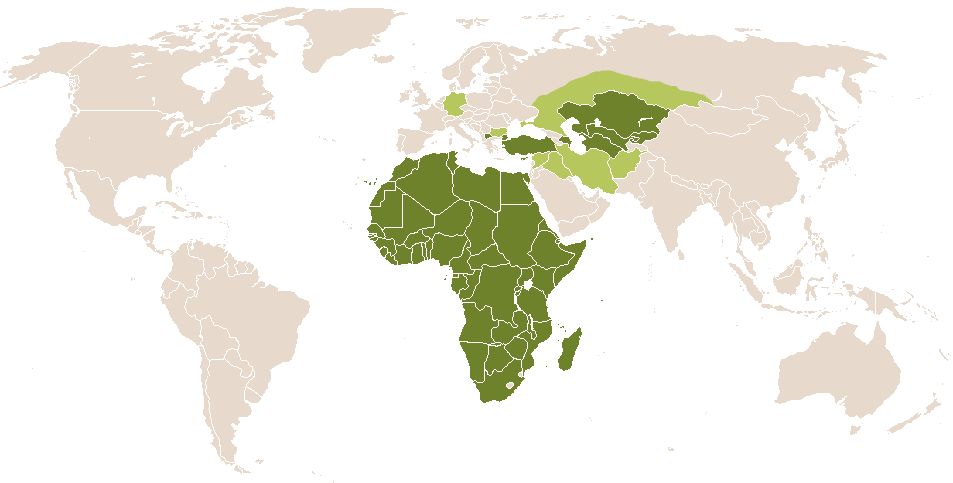 world popularity of Idris