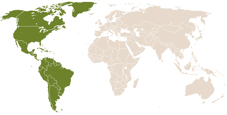 world popularity of Šahíyena