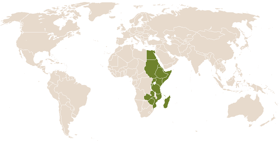 world popularity of Avana