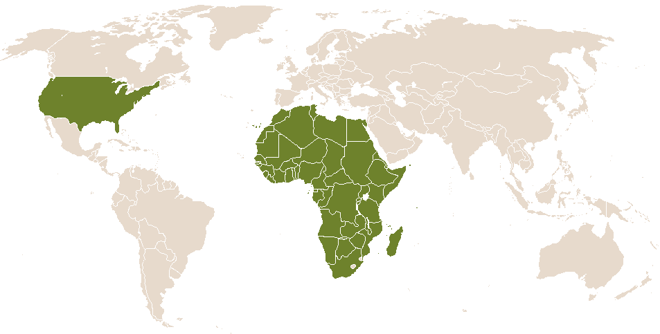 world popularity of Tangela