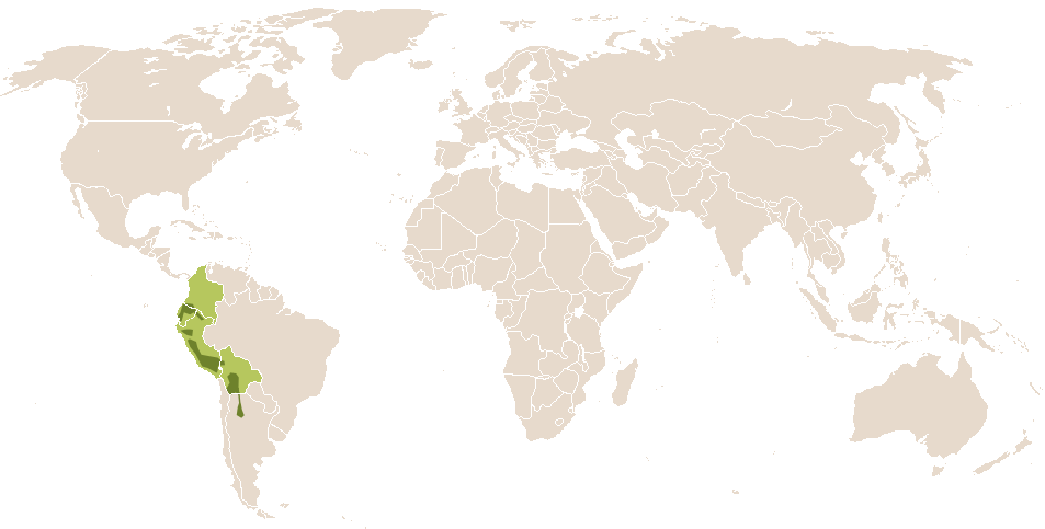 world popularity of Akllasumaq