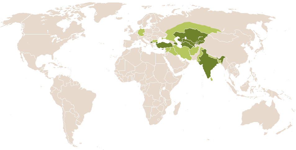 world popularity of Doruk