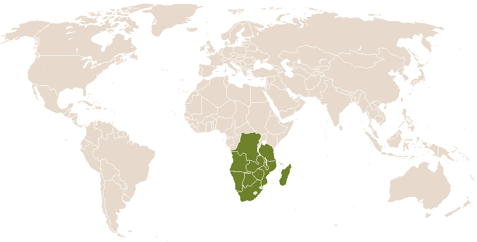 world popularity of Dikeledi