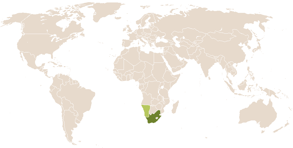 world popularity of Zindzi